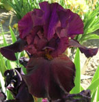 Iris - Vilkdalgis - Back in Black